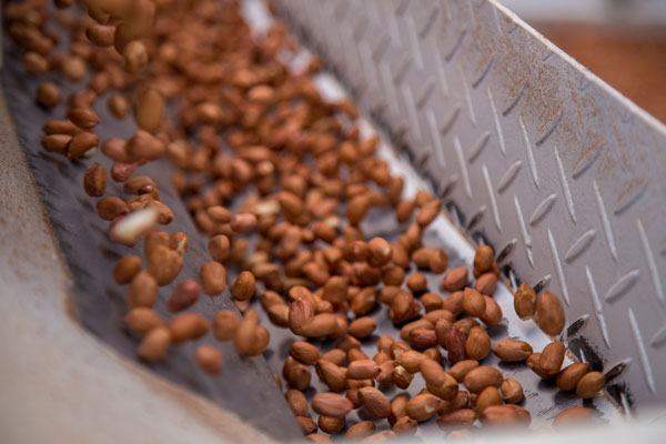 Cocoa Bean Processing